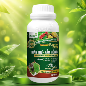 Bacte Active Thán thư - Nấm hồng Promax