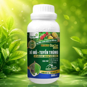 bacte_xi_mu_tuyen_trung_promax