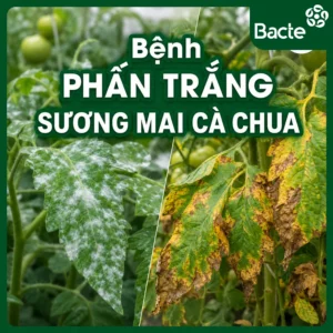 benh-phan-trang-suong-mai-ca-chua_11zon