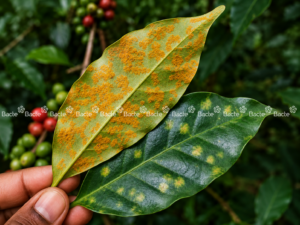 Bệnh rỉ sắt trên lá cà phê
