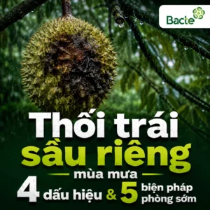 Thối trái sầu riêng mùa mưa