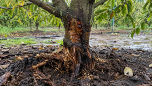 Cây ăn trái bị xì mủ, thối rễ do nấm Phytophthora