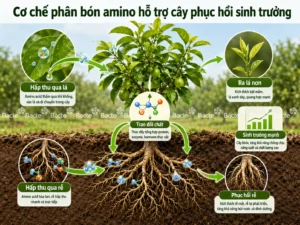 Cơ chế phân bón amino hỗ trợ cây phục hồi sinh trưởng