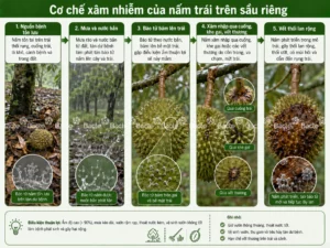 Nguyên nhân thối trái sầu riêng mùa mưa do vườn ẩm, tán rậm và trái lâu khô