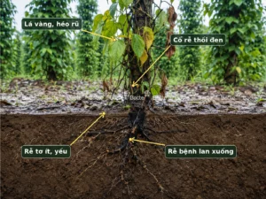 Dấu hiệu bệnh chết nhanh chết chậm trên cây hồ tiêu