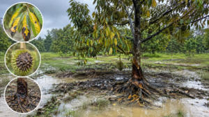 Dấu hiệu nấm Phytophthora trên cây ăn trái trong mùa mưa