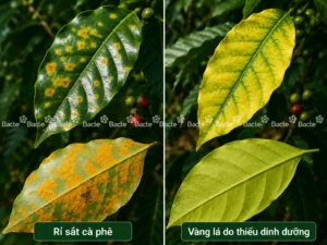 Phân biệt rỉ sắt và vàng lá