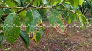 Dấu hiệu cần trị thán thư trên lá càng sớm càng tốt
