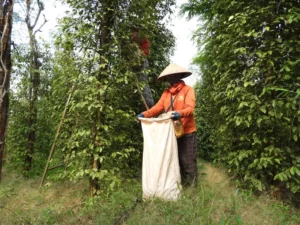 Bà con thu mua tiêu