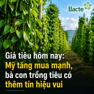 gia-tieu-hom-nay-my-tang-mua-ho-tieu-viet-nam