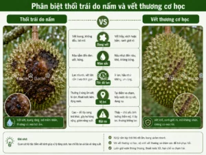 Phân biệt thối trái sầu riêng do nấm với vết thương cơ học trên vỏ trái
