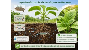 Tác dụng của đạm tôm trong phục hồi cây đi đọt và nuôi trái