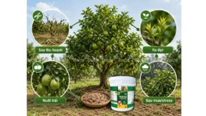 Thời điểm bổ sung đạm tôm phù hợp cho cây trồng