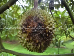Sầu riêng bị thối trái