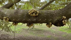 Mắc cua sầu tiêng