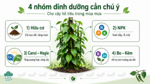 Bốn nhóm dinh dưỡng cần chú ý cho cây hồ tiêu trong mùa mưa gồm hữu cơ, NPK, canxi–magie và bo–kẽm.