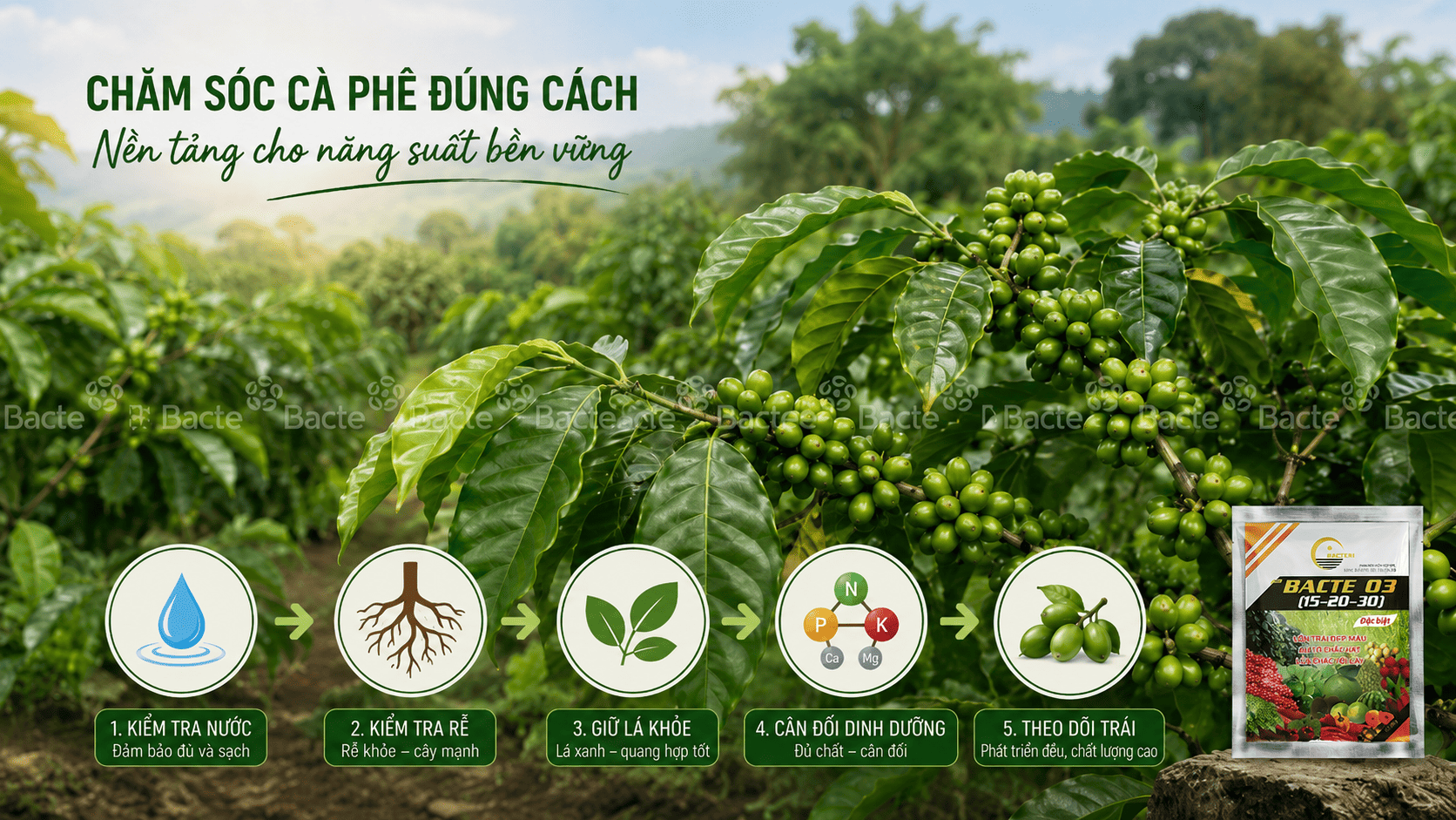 Quy trình chăm sóc cà phê và Bacte 03