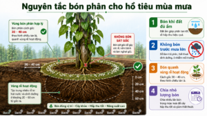 Nguyên tắc bón phân cho hồ tiêu mùa mưa là bón đúng vị trí, đúng thời điểm và chia nhỏ lượng bón để cây hấp thu tốt hơn.
