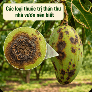 Các loại thuốc trị thán thư nhà vườn nên biết
