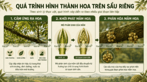Qúa trình hình thành hoa sầu riêng