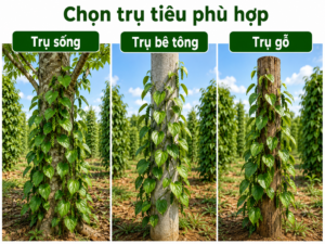 Các loại trụ tiêu