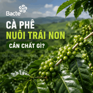 Chăm sóc cà phên nuôi trái non