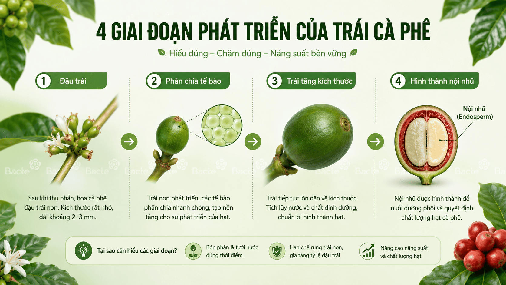 Các giai đoạn phát triển của trái cà phê