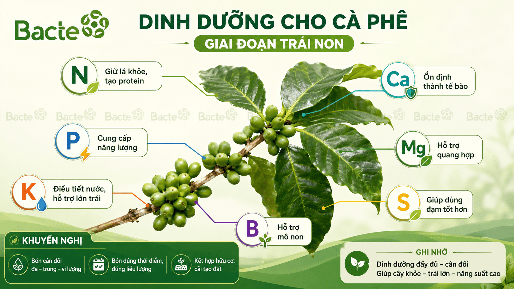 Vai trò các chất dinh dưỡng