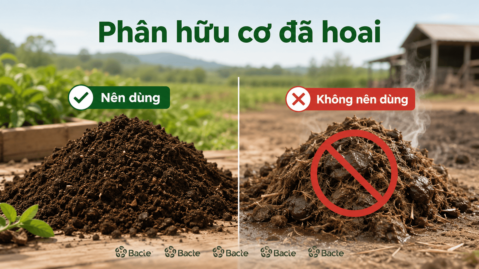Phân hữu cơ đã ủ hoai dùng cho cây sầu riêng