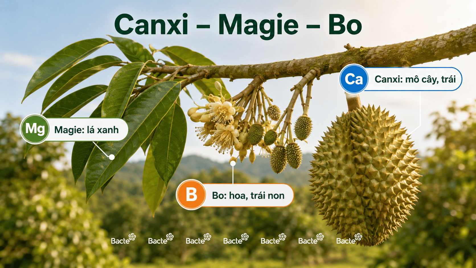 Vai trò của canxi magie và bo đối với cây sầu riêng