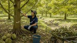 Khơi rãnh thoát nước cho sầu riêng sau thu hoạch
