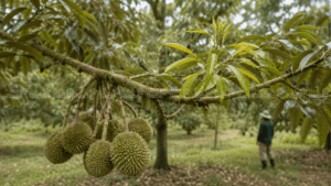 Quản lý đọt ngày 55–65