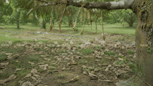 Rụng trái non