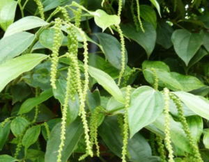 Mầm hoa hồ tiêu