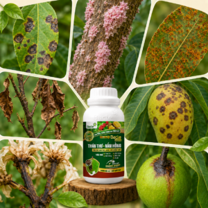 Ưu điểm của Bacte Active Thán Thư – Nấm Hồng Promax so với các dòng sản phẩm khác trên thị trường