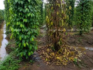 Bệnh chết nhanh hồ tiêu