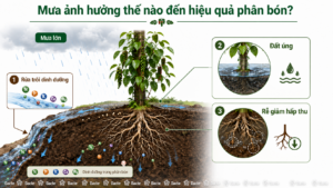 Mưa lớn có thể gây rửa trôi dinh dưỡng, làm đất úng và giảm khả năng hấp thu của rễ hồ tiêu.