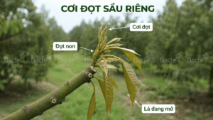 Sầu riêng cơi đọt